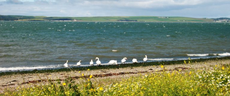Swans beside Loch Ryan