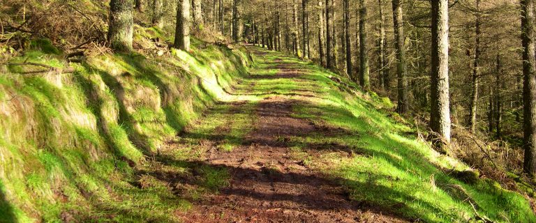 Craik Forest